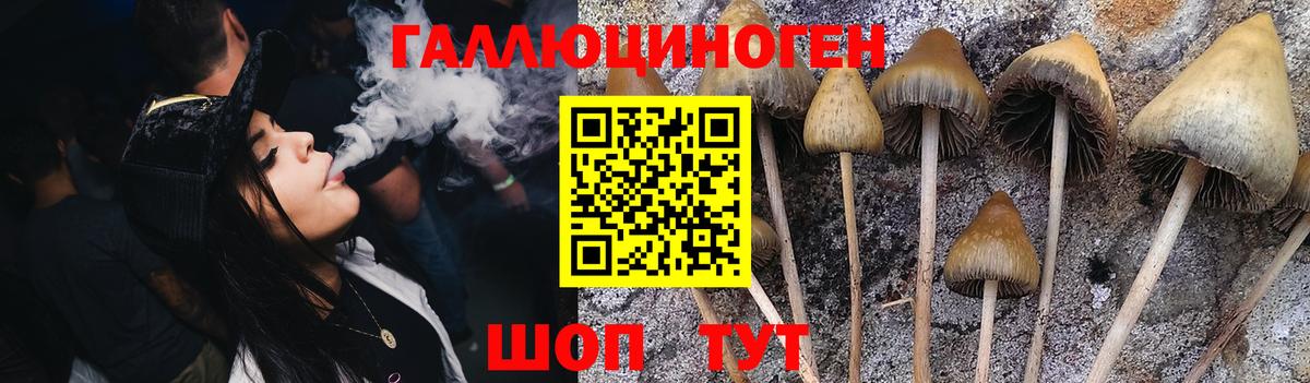 Псилоцибиновые грибы Psilocybine cubensis  Вход с VPN  Арсеньев  Псилоцибиновые грибы GOLDEN TEACHER 